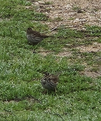 Passerculus sandwichensis