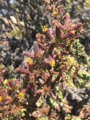 Haplopappus parvifolius