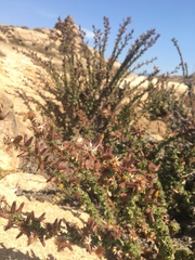 Haplopappus parvifolius