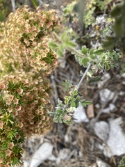 Xanthosia