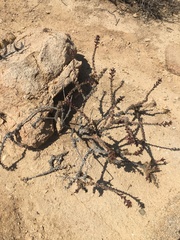 Haplopappus parvifolius