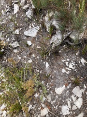 Xanthosia
