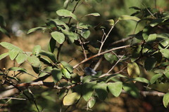 Polioptila caerulea