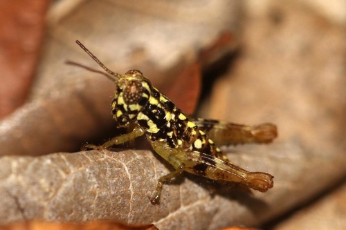 Cyphocerastis uluguruensis