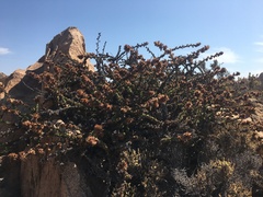 Haplopappus parvifolius