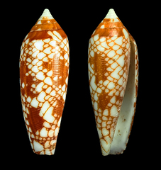 Conus gracianus