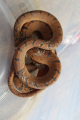 Leptodeira polysticta