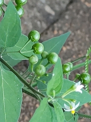 Solanum americanum