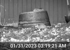 Rattus norvegicus