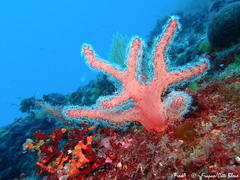 Alcyonium acaule