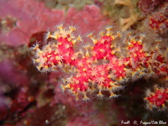 Alcyonium coralloides