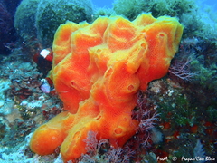 Aplidium elegans