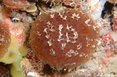 Aplidium fuscum