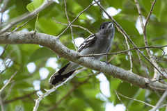 Pachyramphus polychopterus