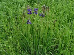 Iris sanguinea