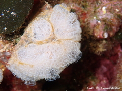 Botrylloides crystallinus