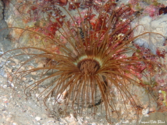 Cerianthus membranaceus