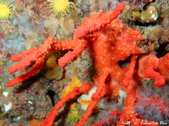 Corallium rubrum