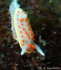 Diaphorodoris papillata