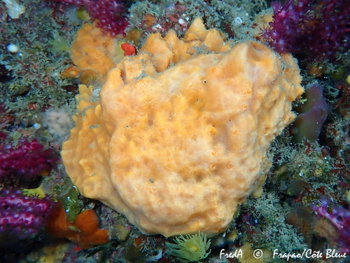 Dictyonella incisa