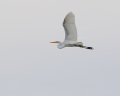 Ardea alba egretta