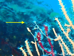 Ectopleura