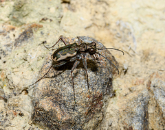 Neocicindela tuberculata