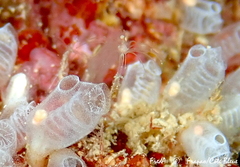 Ectopleura