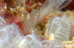 Ectopleura