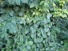 Vitis riparia