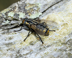 Oxysarcodexia varia