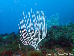 Eunicella singularis