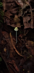 Mycena chloroxantha