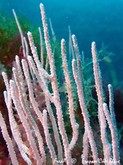 Eunicella singularis