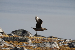 Stercorarius skua