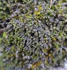 Scapania aspera