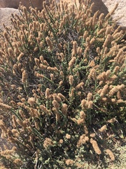 Ophryosporus triangularis