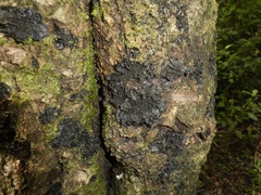 Collema subflaccidum