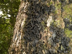Collema subflaccidum