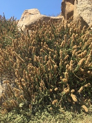 Ophryosporus triangularis