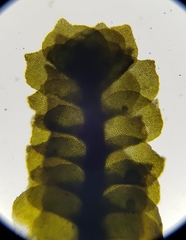 Scapania aspera