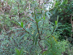 Veronica strictissima