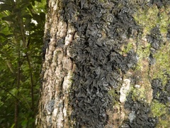 Collema subflaccidum