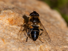 Eristalis arbustorum