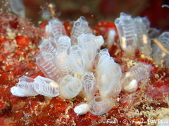 Pycnoclavella atlantica
