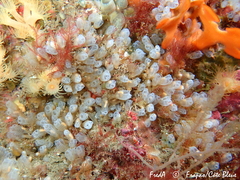 Pycnoclavella atlantica