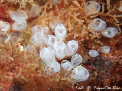 Pycnoclavella communis