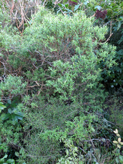 Veronica strictissima
