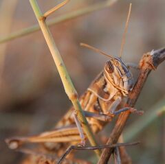 Schistocerca gregaria