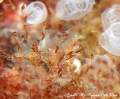 Savignyella lafontii